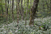 غابات الأبالاش الجنوبية الشمالية الصلبة الشمالية - CEGL007285