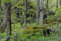 غابات الأبالاش الجنوبية الشمالية الصلبة الشمالية - CEGL007285