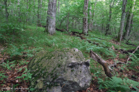 غابات الأبالاش الجنوبية الشمالية الصلبة الشمالية - CEGL007285