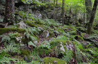 غابات الأبالاش الجنوبية الشمالية الصلبة الشمالية - CEGL007285