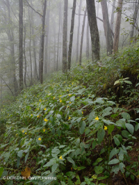 غابة كامبرلاند ماونتين الشمالية للأخشاب الصلبة - CEGL004417
