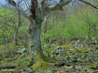 غابة الأبالاش الشمالية الصلبة الوسطى من خشب الأبالاش الصلب الشمالي (نوع البتولا الأصفر - البلوط الأحمر الشمالي) - CEGL008502