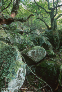 غابات/غابات بولديرفيلد المرتفعة في وسط جبال الآبالاش الوسطى - CEGL008504