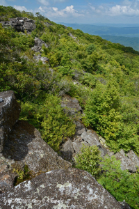 غابات/غابات بولديرفيلد المرتفعة في وسط جبال الآبالاش الوسطى - CEGL008504