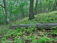 غابة البلوط الأحمر الشمالي في جنوب جبال الأبلاش (نوع شجيرة نفضية) – CEGL007300 غابة البلوط الأحمر الشمالي في جنوب جبال الأبلاش (نوع شجيرة نفضية) – CEGL007300