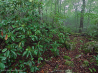 غابة البلوط الأحمر الشمالي في جنوب جبال الأبلاش (نوع شجيرة دائمة الخضرة) – CEGL007299 غابة البلوط الأحمر الشمالي في جنوب جبال الأبلاش (نوع شجيرة دائمة الخضرة) – CEGL007299