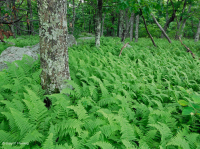 غابة البلوط الأحمر الشمالية في وسط أبالاتشي – CEGL008506 غابة البلوط الأحمر الشمالية في وسط أبالاتشي – CEGL008506