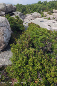 جرداء/رصيف المرتفعات المرتفعة في وسط الآبالاش - CEGL003939