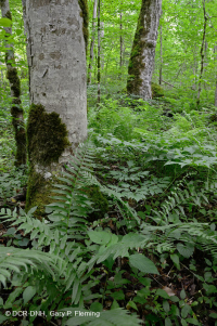 غابة الأبالاش الجنوبية الغنية بالقيقب الجنوبي (سكر القيقب - نوع باكاي) - CEGL007695 غابة الأبالاش الجنوبية الغنية بالقيقب الجنوبي (سكر القيقب - نوع باكاي) - CEGL007695