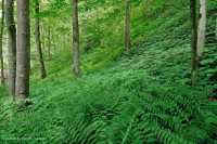 غابة الأبالاش الجنوبية من الحجر الجيري الغني بالحجر الجيري الجنوبي - CEGL006472 غابة الأبالاش الجنوبية من الحجر الجيري الغني بالحجر الجيري الجنوبي - CEGL006472