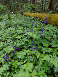 غابة الأبالاش الجنوبية من الحجر الجيري الغني بالحجر الجيري الجنوبي - CEGL006472 غابة الأبالاش الجنوبية من الحجر الجيري الغني بالحجر الجيري الجنوبي - CEGL006472