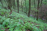 غابة الأبالاش الجنوبية الغنية بالقيقب الجنوبي (سكر القيقب - نوع باكاي) - CEGL007695 غابة الأبالاش الجنوبية الغنية بالقيقب الجنوبي (سكر القيقب - نوع باكاي) - CEGL007695