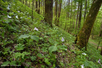 غابة الأبالاش الجنوبية الغنية بالقيقب الجنوبي (سكر القيقب - نوع باكاي) - CEGL007695 غابة الأبالاش الجنوبية الغنية بالقيقب الجنوبي (سكر القيقب - نوع باكاي) - CEGL007695