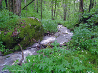 غابة الأبالاش الجنوبية الغنية بالقيقب الجنوبي (سكر القيقب - نوع باكاي) - CEGL007695 غابة الأبالاش الجنوبية الغنية بالقيقب الجنوبي (سكر القيقب - نوع باكاي) - CEGL007695