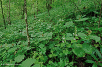 غابة الأبالاش الجنوبية من الحجر الجيري الغني بالحجر الجيري الجنوبي - CEGL006472 غابة الأبالاش الجنوبية من الحجر الجيري الغني بالحجر الجيري الجنوبي - CEGL006472