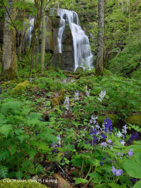 غابة الأبالاش الجنوبية من الحجر الجيري الغني بالحجر الجيري الجنوبي - CEGL006472 غابة الأبالاش الجنوبية من الحجر الجيري الغني بالحجر الجيري الجنوبي - CEGL006472