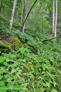 غابة الأبالاش الجنوبية من الحجر الجيري الغني بالحجر الجيري الجنوبي - CEGL006472 غابة الأبالاش الجنوبية من الحجر الجيري الغني بالحجر الجيري الجنوبي - CEGL006472