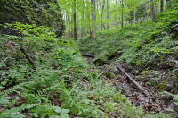 غابة الأبالاش الجنوبية من الحجر الجيري الغني بالحجر الجيري الجنوبي - CEGL006472 غابة الأبالاش الجنوبية من الحجر الجيري الغني بالحجر الجيري الجنوبي - CEGL006472