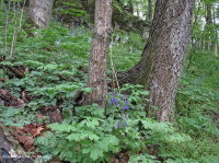 غابة الأبالاش الجنوبية من الحجر الجيري الغني بالحجر الجيري الجنوبي - CEGL006472 غابة الأبالاش الجنوبية من الحجر الجيري الغني بالحجر الجيري الجنوبي - CEGL006472