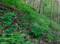 غابة الأبالاش الجنوبية من الحجر الجيري الغني بالحجر الجيري الجنوبي - CEGL006472 غابة الأبالاش الجنوبية من الحجر الجيري الغني بالحجر الجيري الجنوبي - CEGL006472