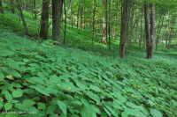 غابة الأبلاش الوسطى الغنية بالخلجان الغنية (سكر القيقب - نوع باسوود) - CEGL006237 غابة الأبلاش الوسطى الغنية بالخلجان الغنية (سكر القيقب - نوع باسوود) - CEGL006237