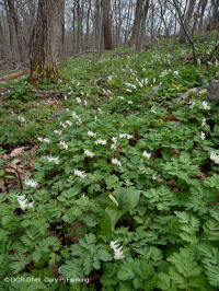 غابة أبالاشيان ريتش كوف (غابة تولبتري - نوع الأخشاب الصلبة المختلطة) - CEGL007710 غابة أبالاشيان ريتش كوف (غابة تولبتري - نوع الأخشاب الصلبة المختلطة) - CEGL007710