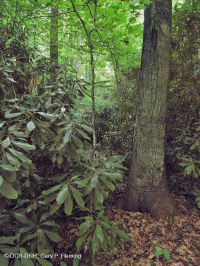 غابة جنوب الآبالاش الحمضية الجنوبية - CEGL007543