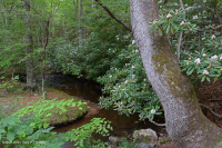 غابة جنوب الآبالاش الحمضية الجنوبية - CEGL007543