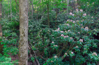 غابة جنوب الآبالاش الحمضية الجنوبية - CEGL007543