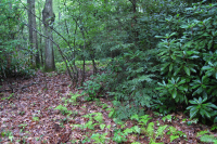 غابة جنوب الآبالاش الحمضية الجنوبية - CEGL007543