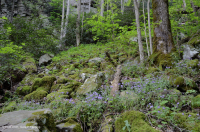 غابة كمبرلاند ماونتن كوف الحمضية الجبلية - CEGL008407