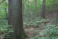 غابة الأبلاش الوسطى الحمضية الحمضية (نوع الشوكران - بلوط الكستناء) - CEGL008512