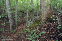 السهول الساحلية الشمالية الساحلية/غابات بيدمونت ميسك الصلبة المختلطة - CEGL006075 السهول الساحلية الشمالية الساحلية/غابات بيدمونت ميسك الصلبة المختلطة - CEGL006075