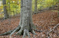 السهول الساحلية الشمالية الساحلية/غابات بيدمونت ميسك الصلبة المختلطة - CEGL006075 السهول الساحلية الشمالية الساحلية/غابات بيدمونت ميسك الصلبة المختلطة - CEGL006075