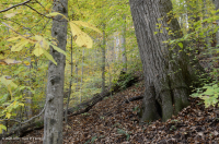 السهول الساحلية الشمالية الساحلية/غابات بيدمونت ميسك الصلبة المختلطة - CEGL006075 السهول الساحلية الشمالية الساحلية/غابات بيدمونت ميسك الصلبة المختلطة - CEGL006075