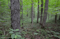 غابة جافة-متوسطة جافة كلسية جيرية (نوع التلال والأودية الجنوبية/كمبرلاندز) - CEGL007233