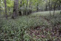 غابة جافة-متوسطة جافة كلسية جيرية (نوع التلال والأودية الجنوبية/كمبرلاندز) - CEGL007233