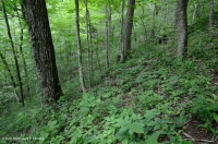 غابة جافة-متوسطة جافة كلسية جافة (بلوط الشينكابين - نوع الأخشاب الصلبة المختلطة) - CEGL004793