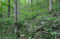 غابة جافة-متوسطة جافة كلسية جافة (بلوط الشينكابين - نوع الأخشاب الصلبة المختلطة) - CEGL004793