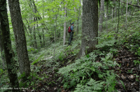 غابة جافة-متوسطة جافة كلسية جافة (بلوط الشينكابين - نوع الأخشاب الصلبة المختلطة) - CEGL004793