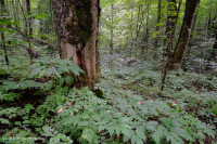 غابة جافة-متوسطة جافة كلسية جافة (بلوط الشينكابين - نوع الأخشاب الصلبة المختلطة) - CEGL004793