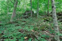 غابة جافة-متوسطة جافة كلسية جافة (بلوط الشينكابين - نوع الأخشاب الصلبة المختلطة) - CEGL004793