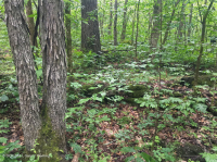 غابة جافة-متوسطة جافة كلسية جافة (بلوط الشينكابين - نوع الأخشاب الصلبة المختلطة) - CEGL004793