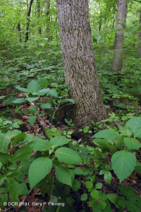 غابة جافة-متوسطة جافة كلسية جافة (بلوط الشينكابين - نوع الأخشاب الصلبة المختلطة) - CEGL004793