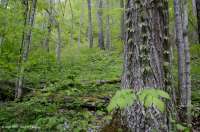 غابة جافة-متوسطة جيرية جافة (سكر القيقب - نوع البلوط الأحمر الشمالي) - CEGL008517