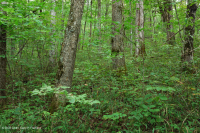 الغابات الجافة الكلسية الجافة في المرتفعات الجنوبية والوادي - CEGL007699