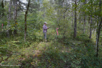 الغابات الجافة الكلسية الجافة في المرتفعات الجنوبية والوادي - CEGL007699