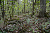 الغابات الجافة الكلسية الجافة في المرتفعات الجنوبية والوادي - CEGL007699