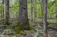 الغابات الجافة الكلسية الجافة في المرتفعات الجنوبية والوادي - CEGL007699