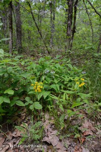 الغابات الجافة الكلسية الجافة في المرتفعات الجنوبية والوادي - CEGL007699